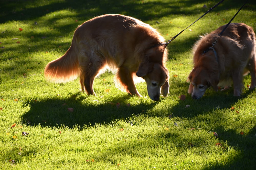 brown long coated dog on green grass field during daytime