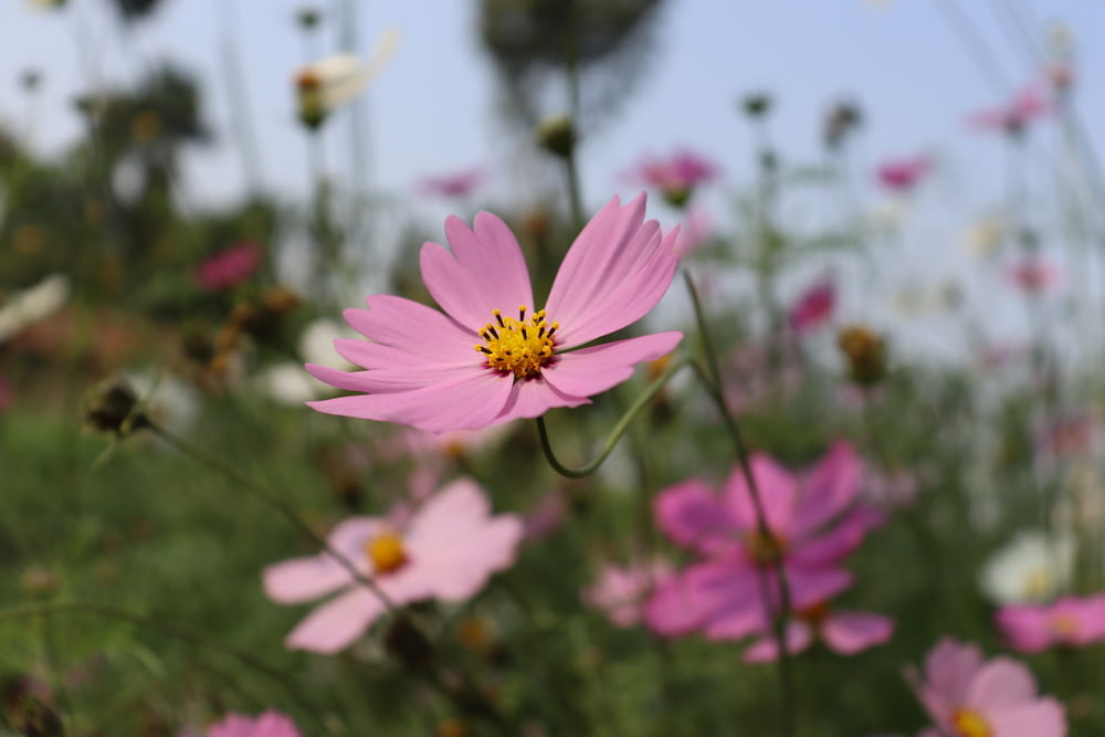 pink cosmos flower in bloom during daytime
