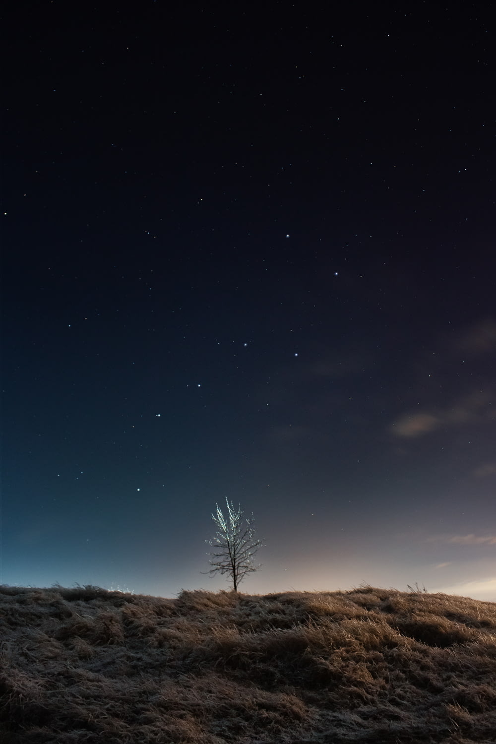 green tree on brown field under blue sky during night time