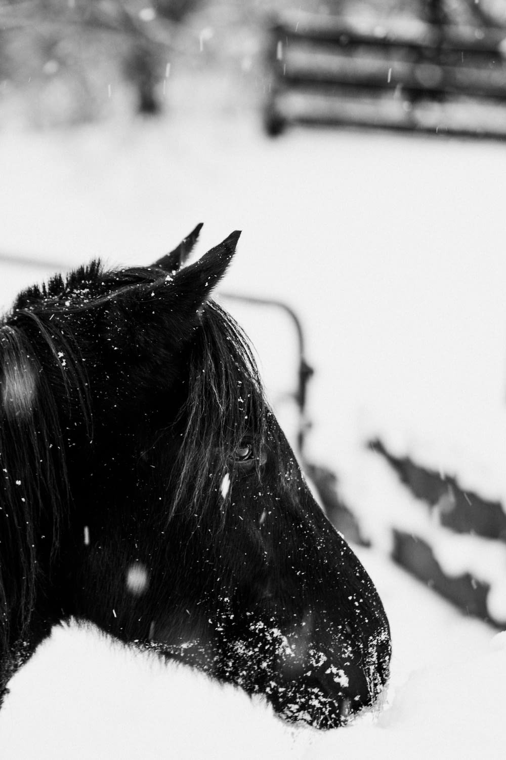 black horse on snow covered ground