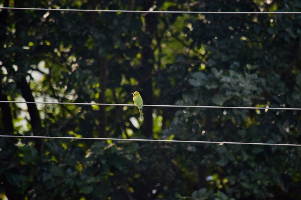 green bird on black wire during daytime