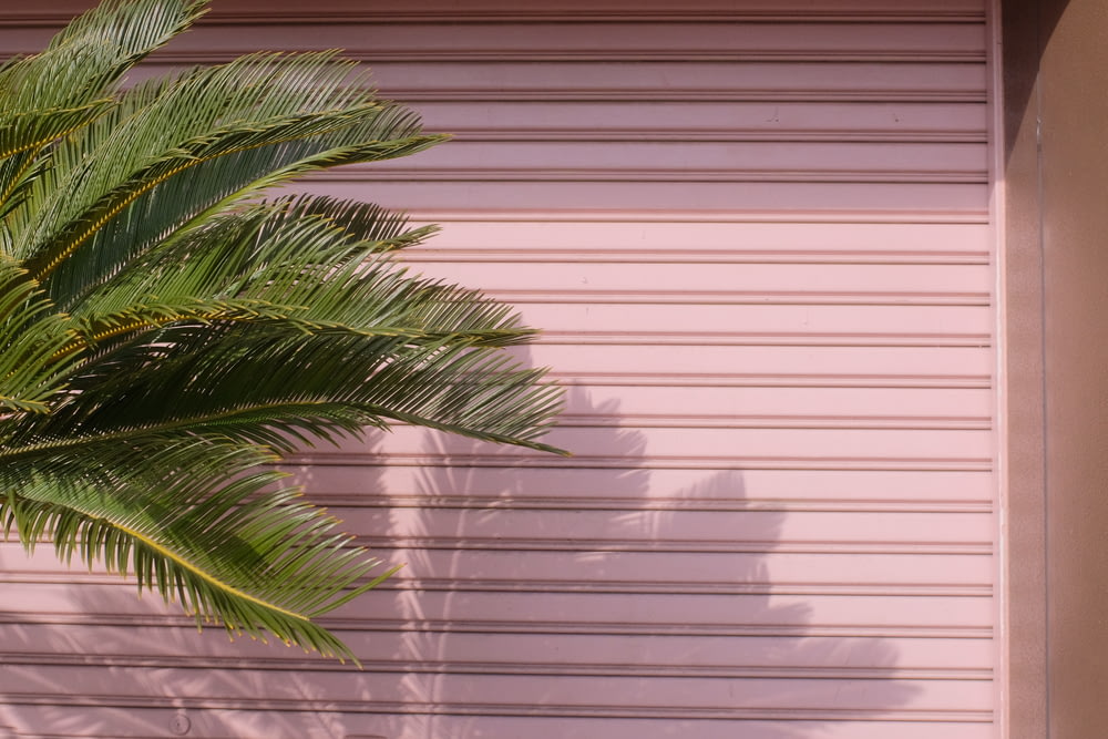 green palm plant near white window blinds