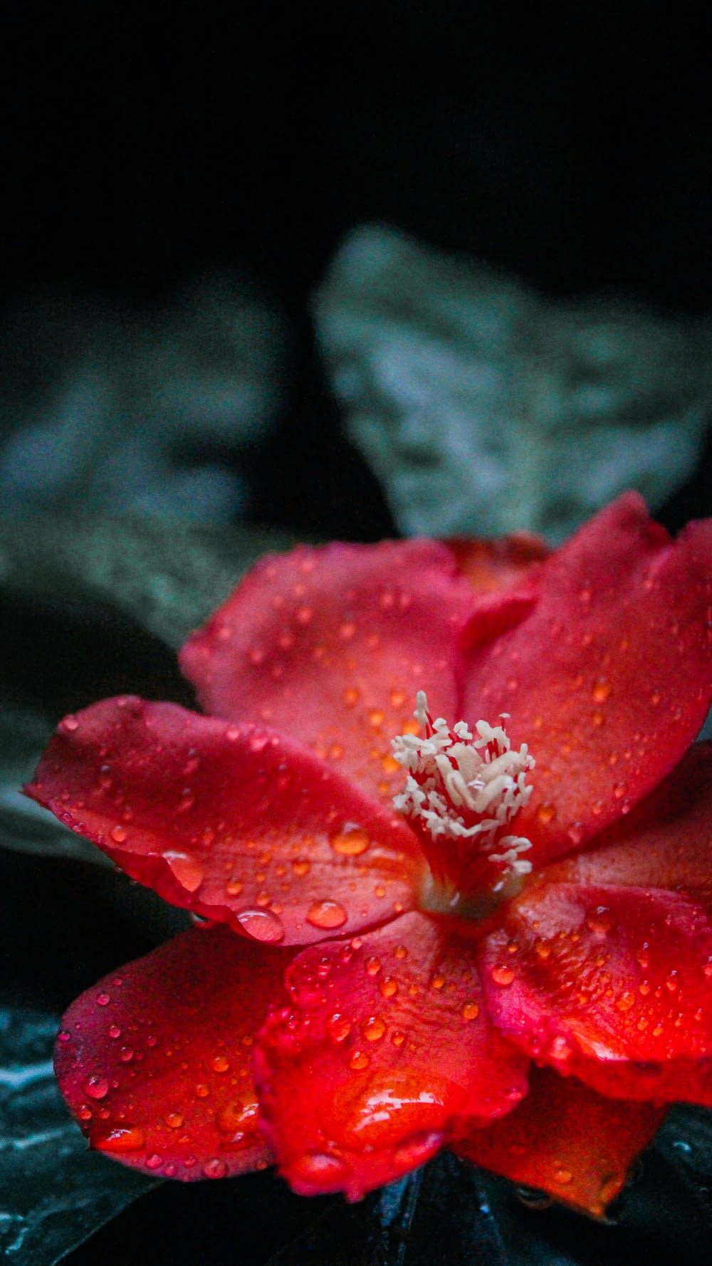 red hibiscus in bloom in close up photography