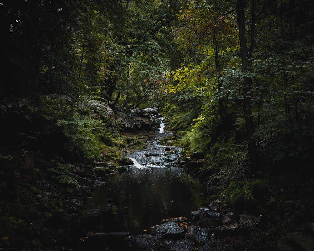 river in the middle of forest