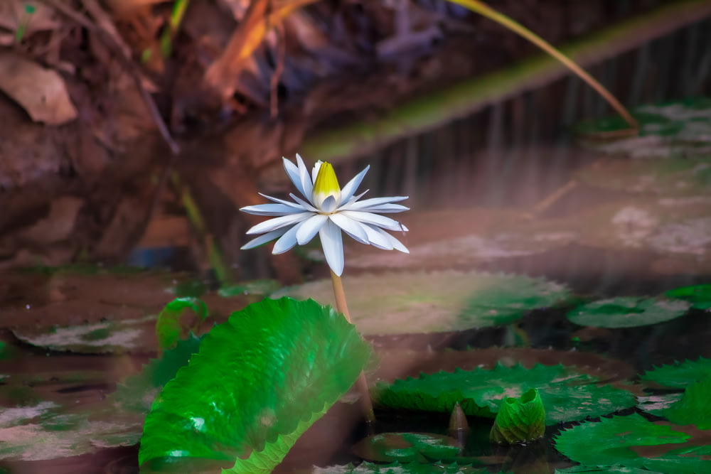 white flower on green water