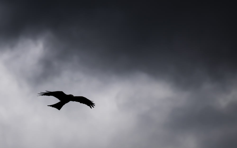uccello nero che vola nel cielo