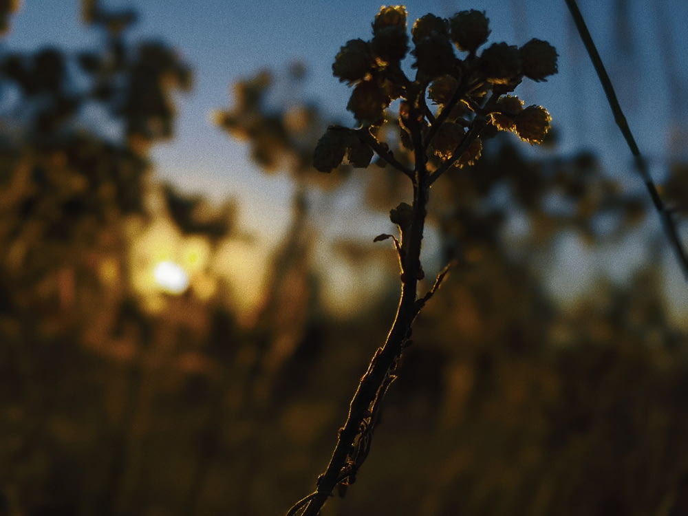 silhouette of plant during sunset