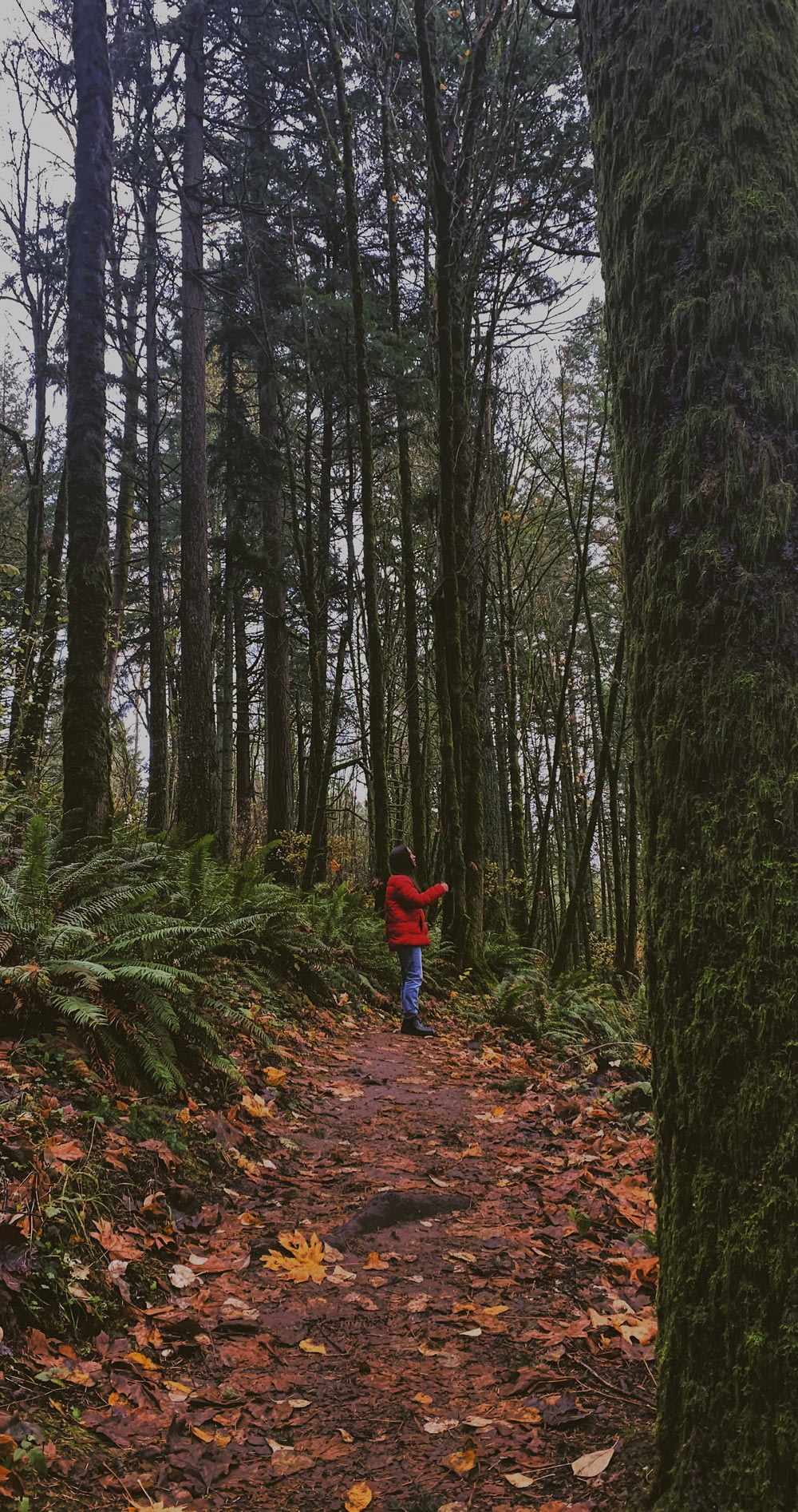 Kind in roter Jacke und blauer Hose, das tagsüber auf dem Wald spazieren geht
