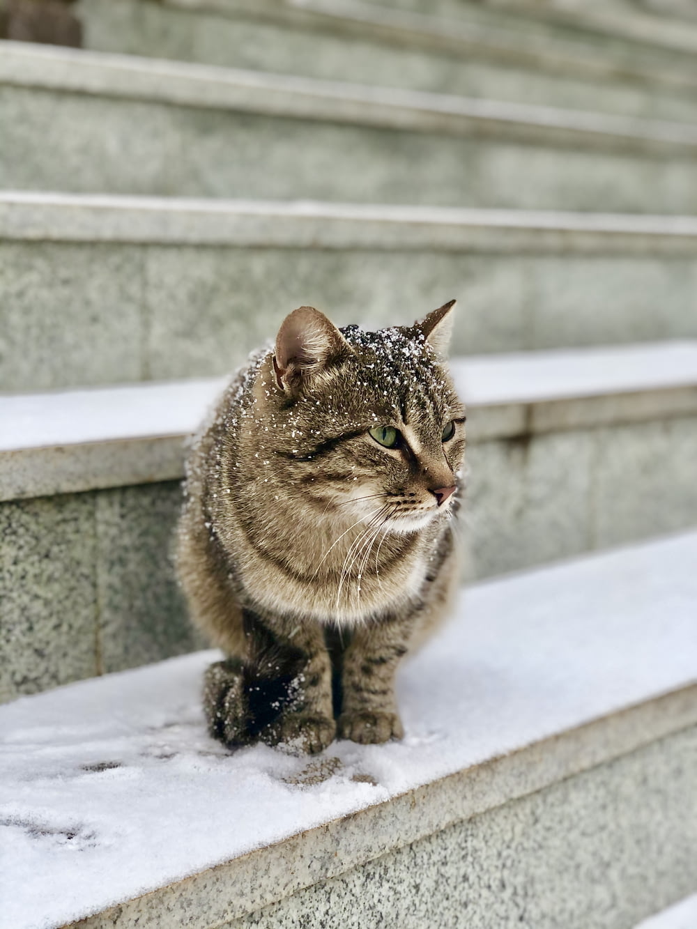 brown tabby cat on white concrete surface