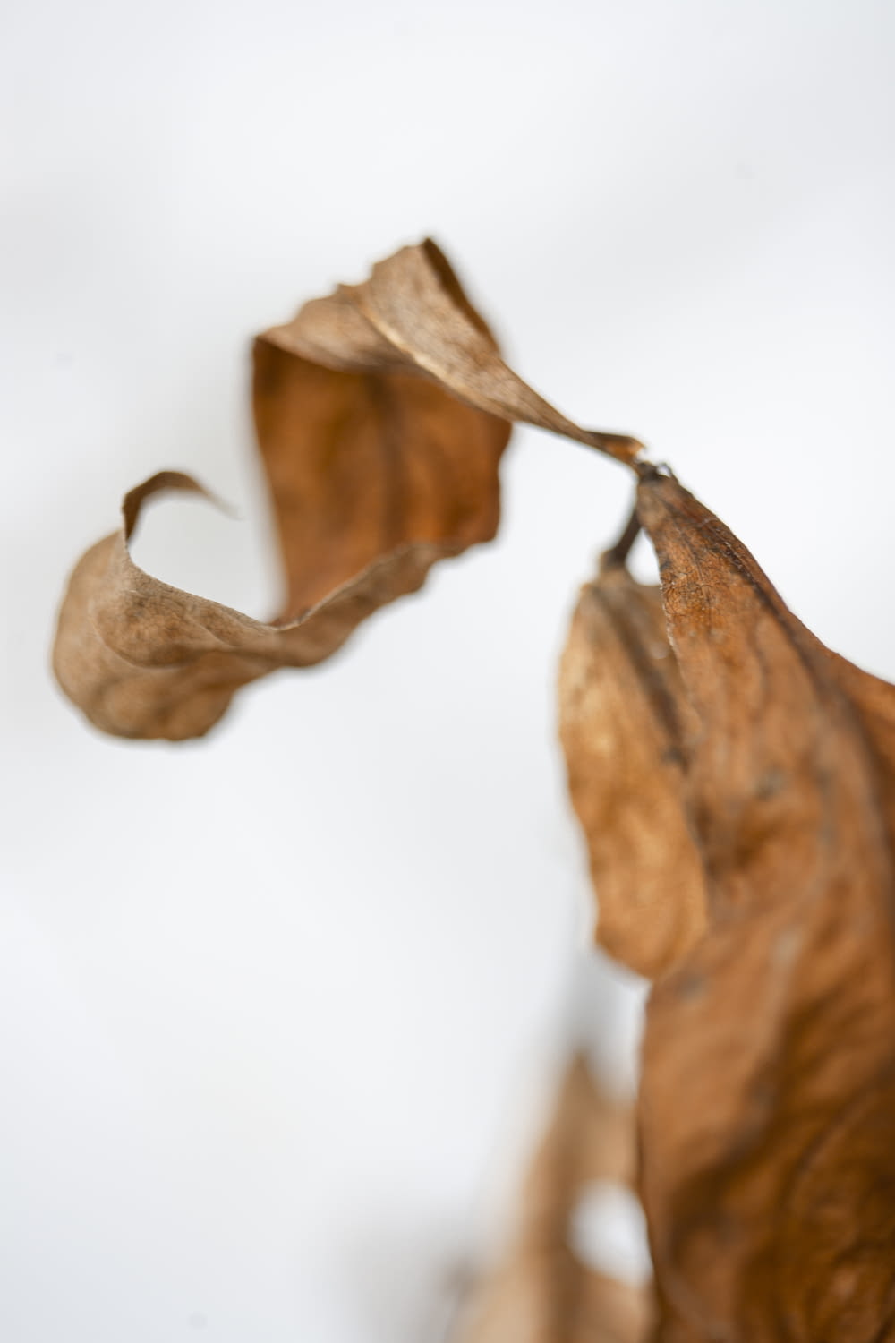 brown dried leaf on white surface