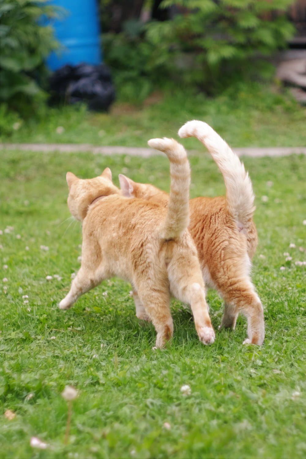 낮 동안 푸른 잔디밭을 걷는 주황색 얼룩 고양이