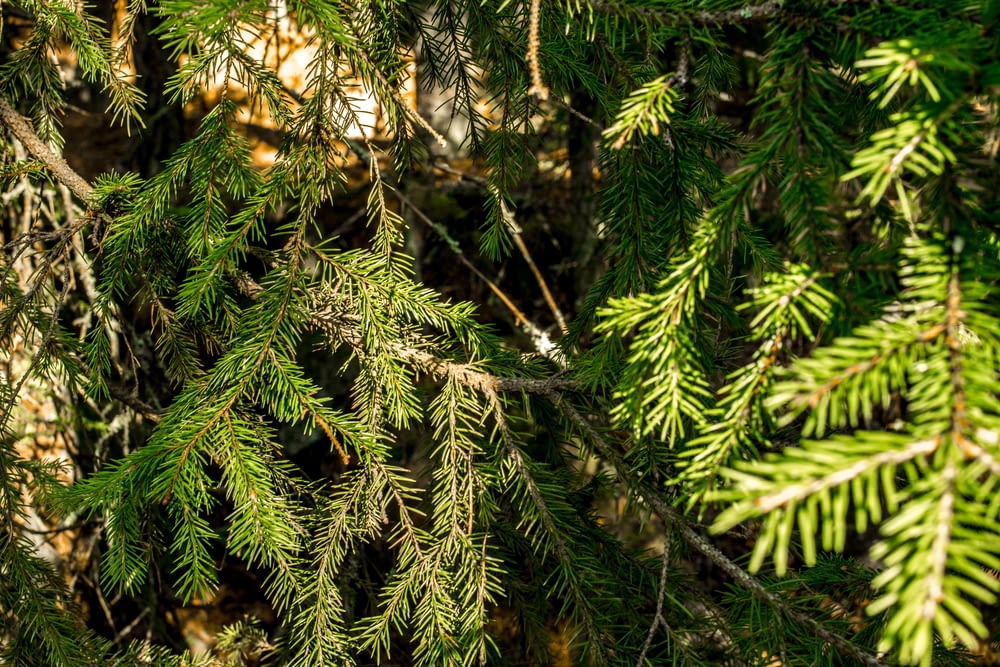 green pine tree with brown leaves