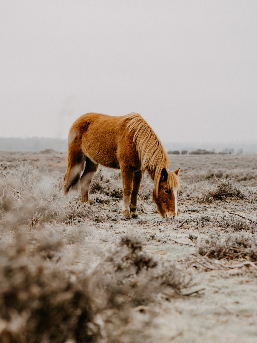 brown horse on gray field during daytime