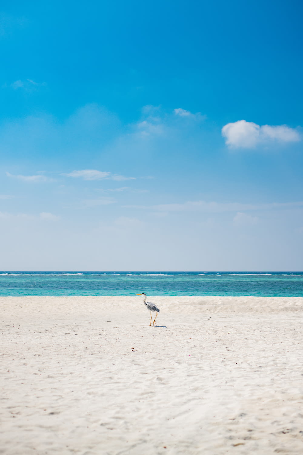 Una gaviota parada en una playa de arena cerca del océano