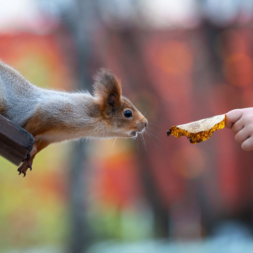 brown squirrel eating corn during daytime