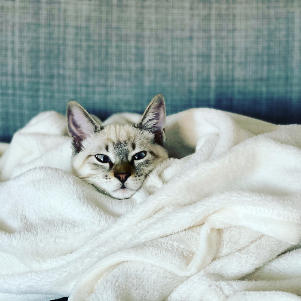 brown tabby kitten covered with white blanket