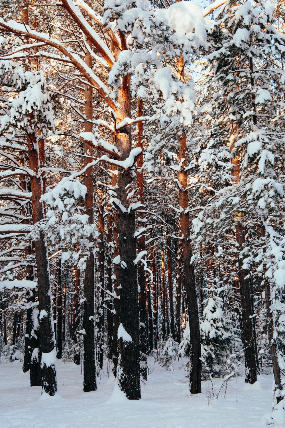 brown trees covered with snow during daytime