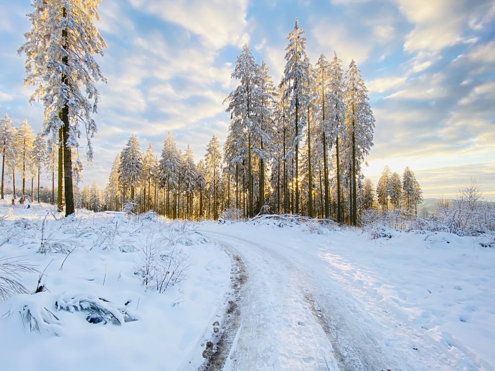 snow covered road between trees under white clouds and blue sky during daytime