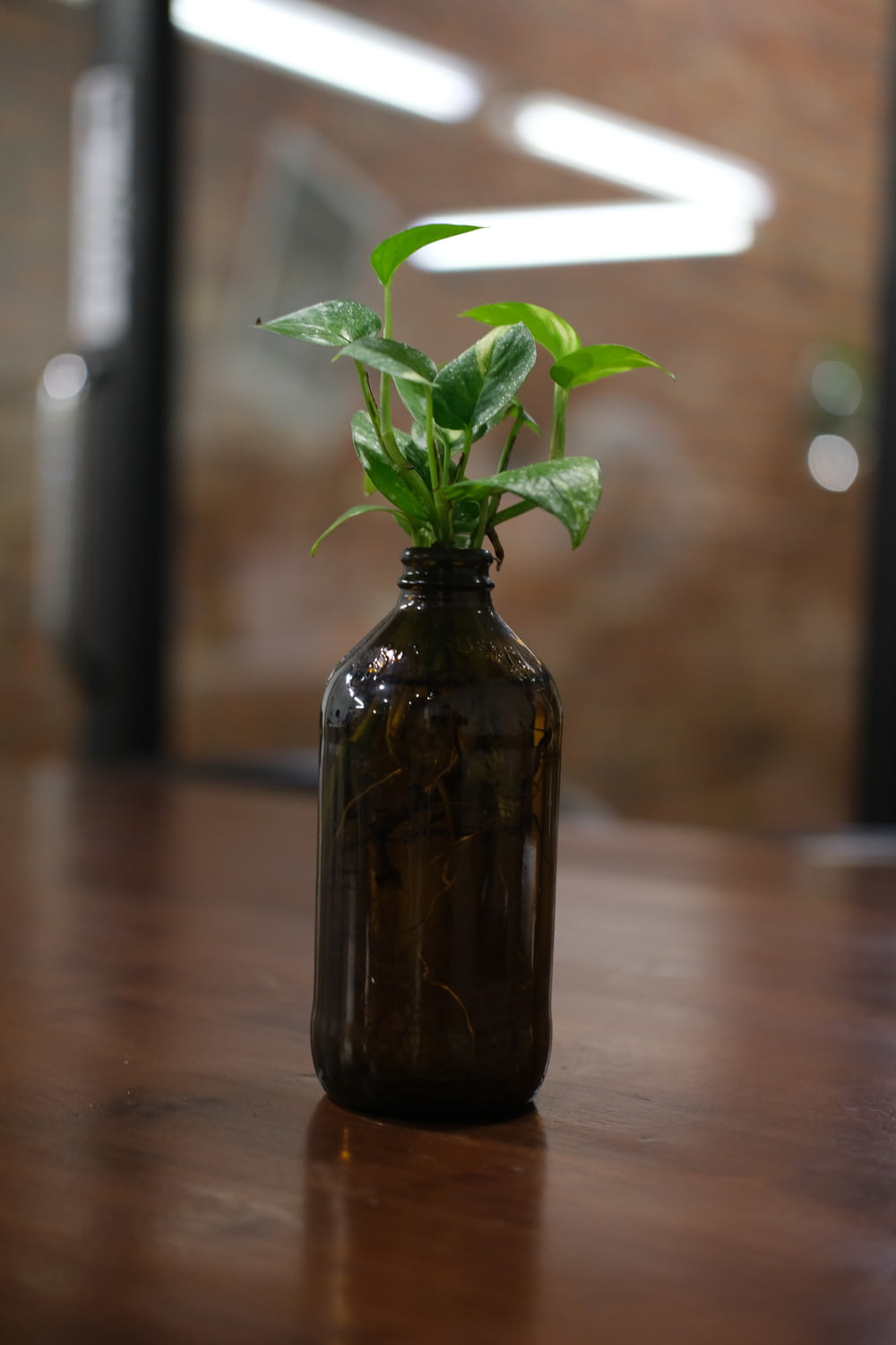 green plant in brown glass bottle
