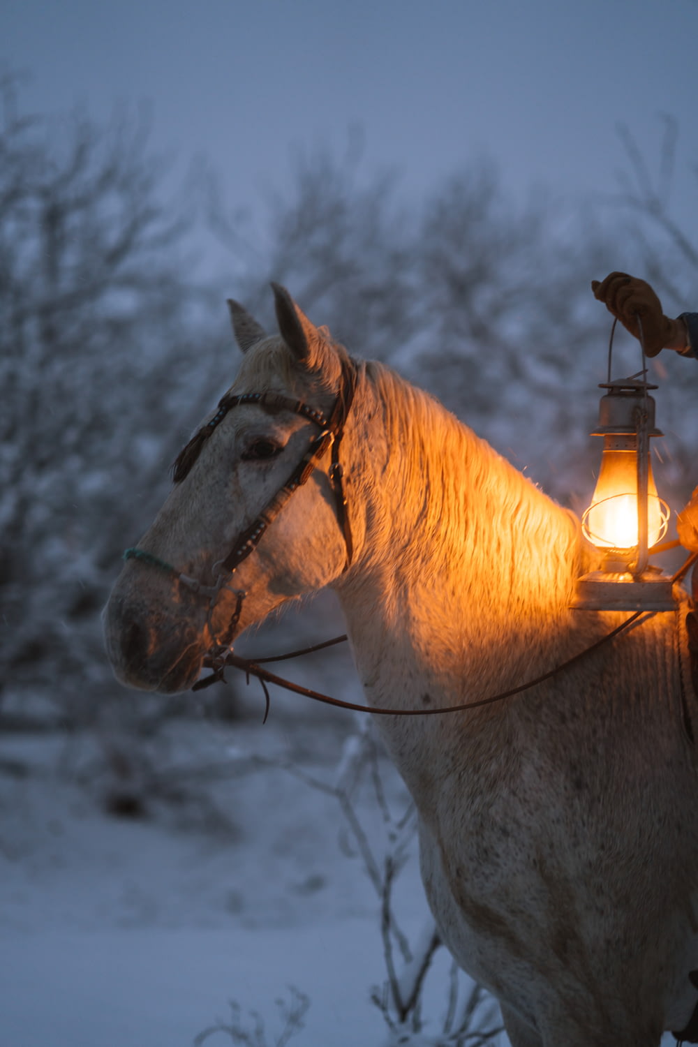 brown horse with yellow string lights on head