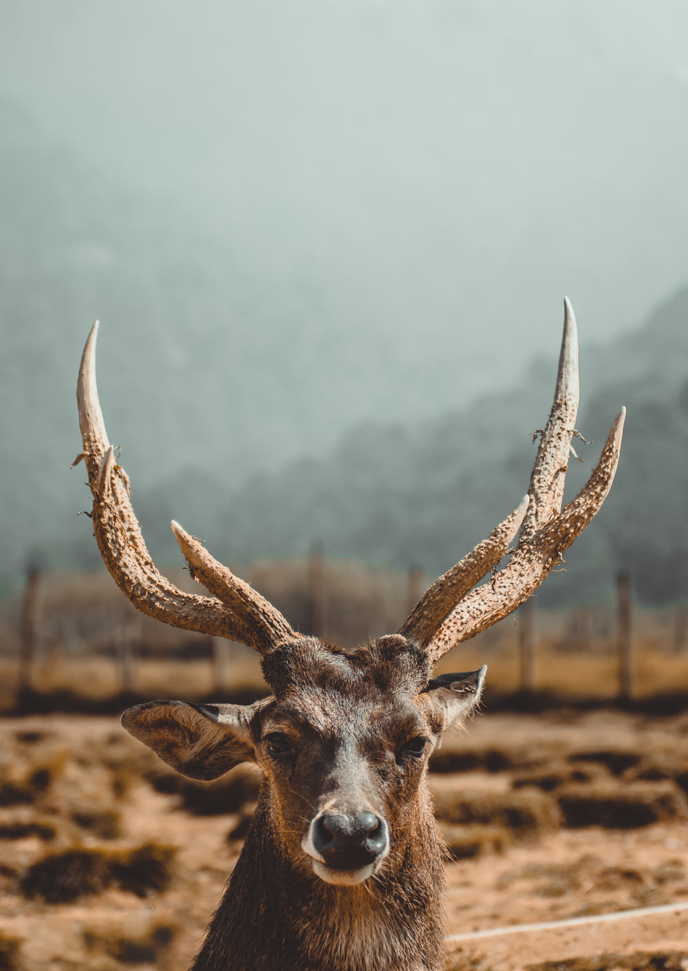 brown deer on brown field during daytime
