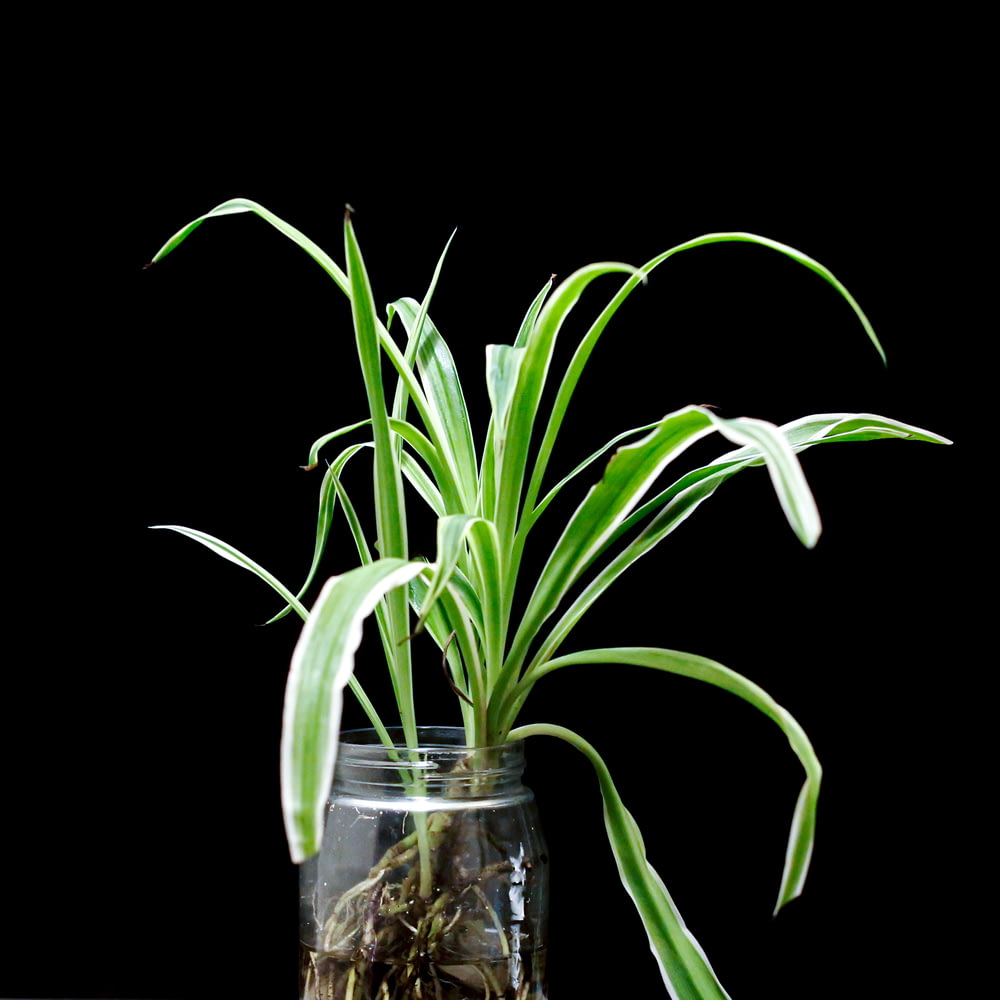 planta verde no vaso de vidro transparente