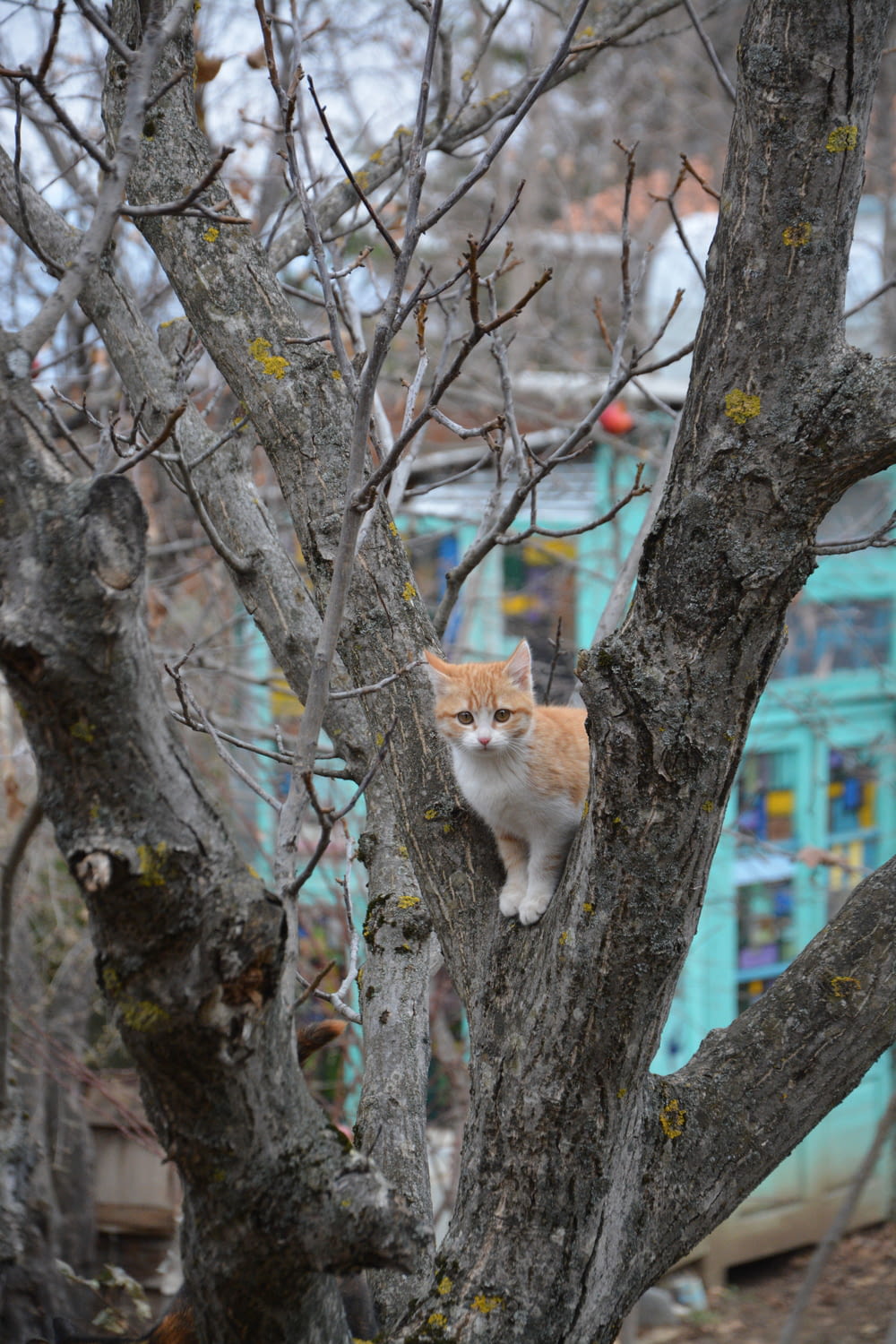 orange and white cat on tree