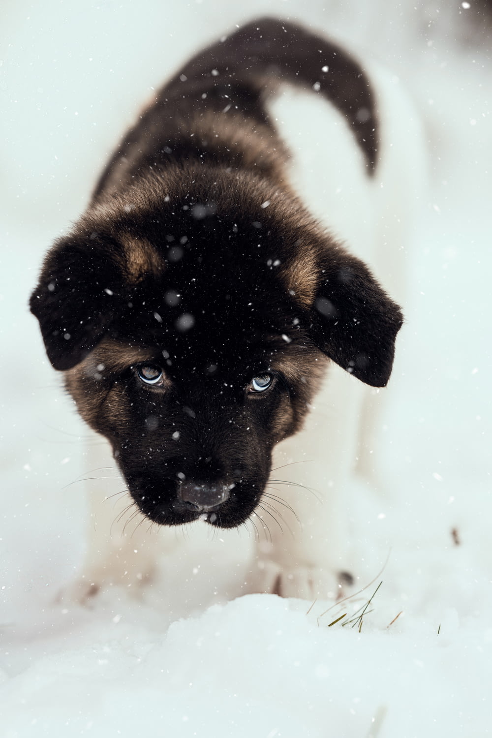 Cucciolo di pastore tedesco nero e marrone chiaro su terreno coperto di neve durante il giorno