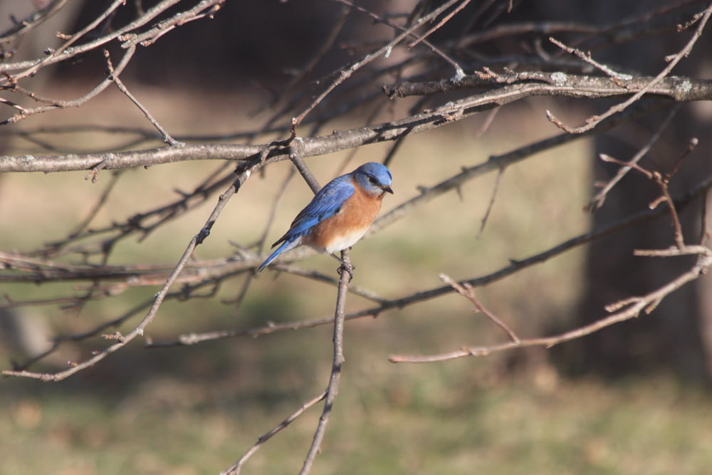 blue and orange bird on tree branch during daytime