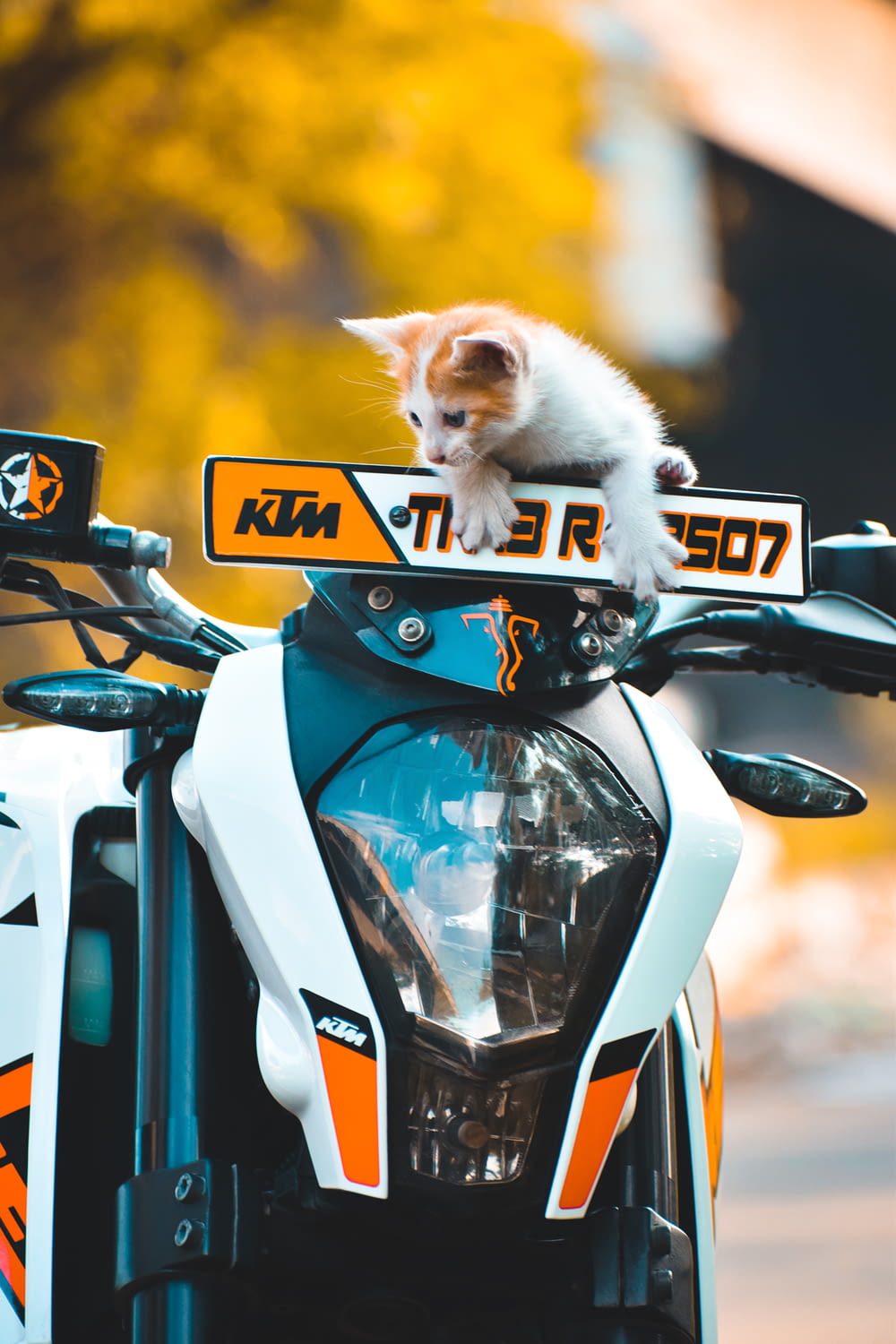 chaton tigré orange sur moto bleue et blanche