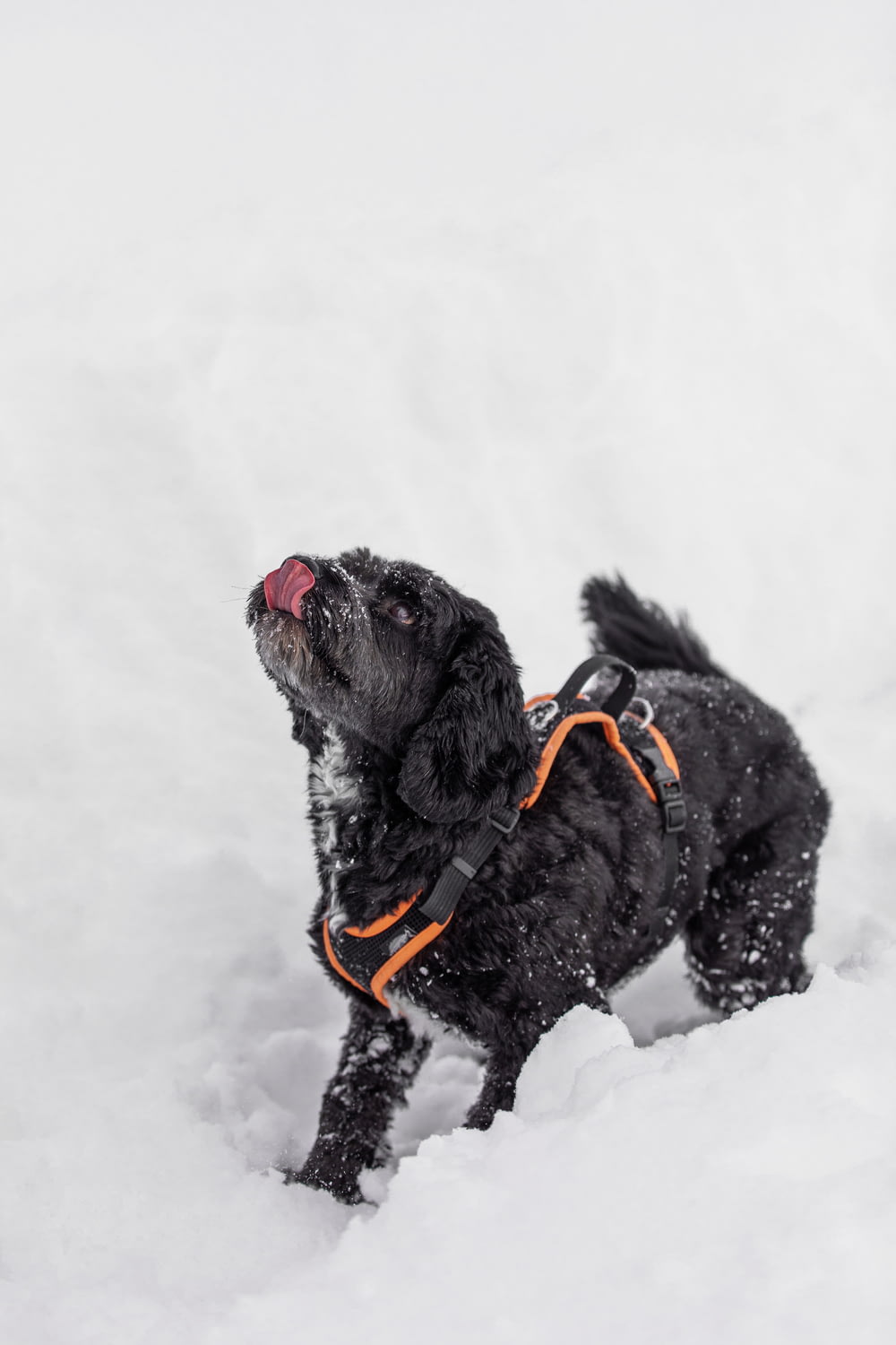 black long coat small dog on snow covered ground