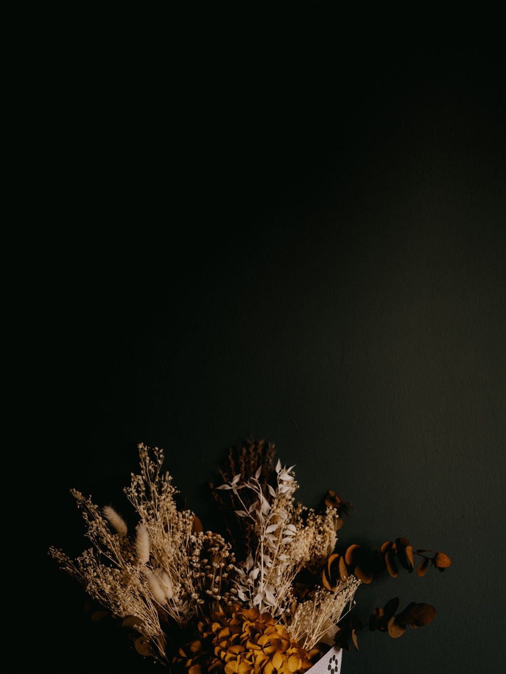 brown plant in black background
