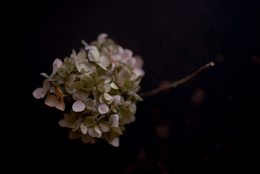 flores brancas no ramo marrom da árvore