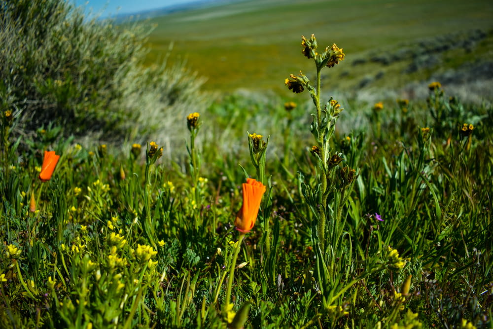 orange flower on green grass field during daytime