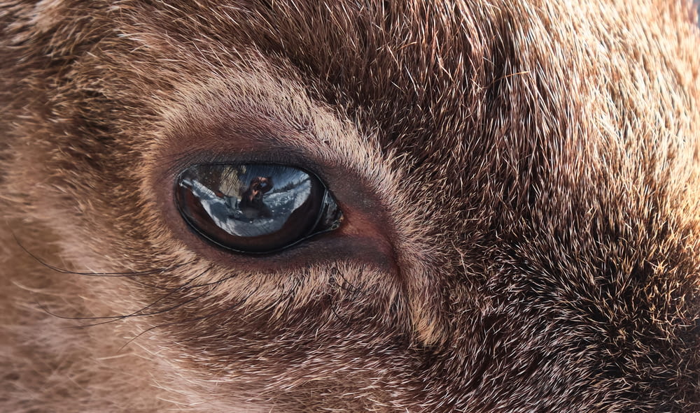 Foto de primer plano del ojo del animal