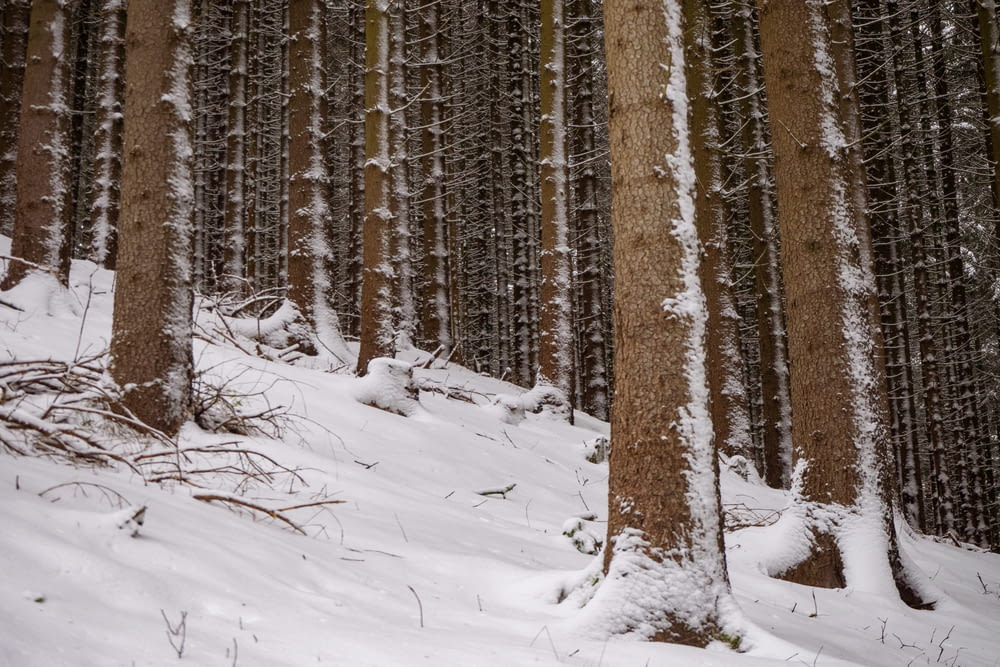 昼間は雪に覆われた地面に茶色い木々が生えている