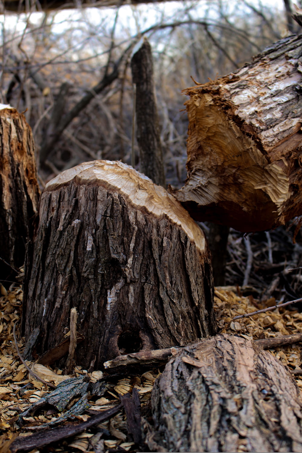 brown tree log on brown dried leaves