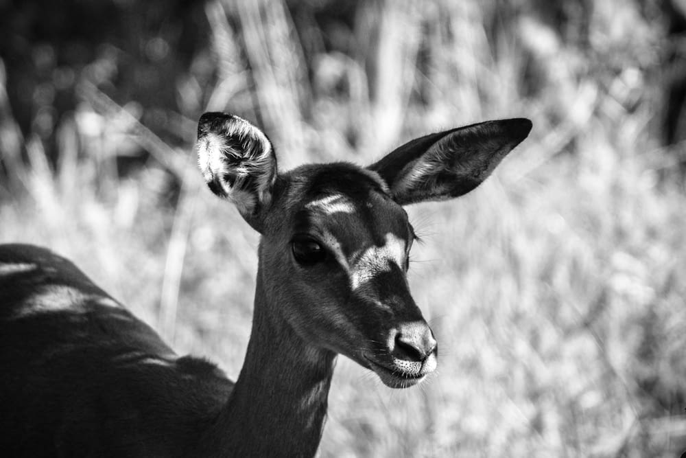 grayscale photo of deer in forest