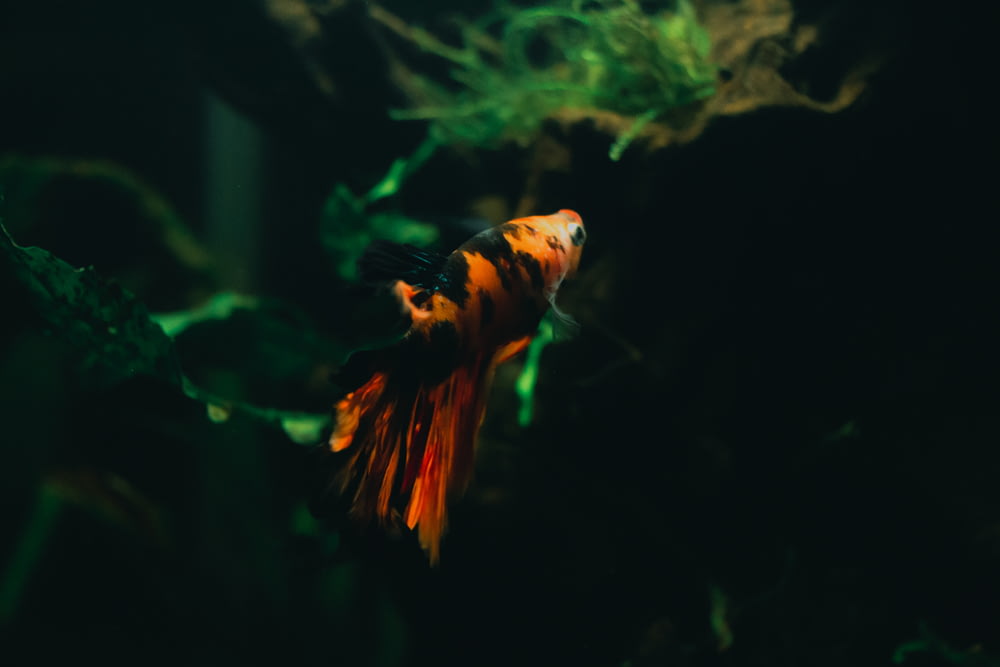 orange and black fish in fish tank