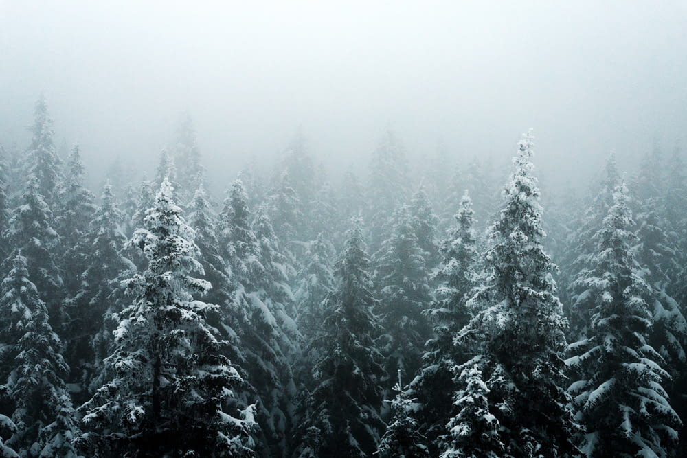 a group of pine trees covered in snow