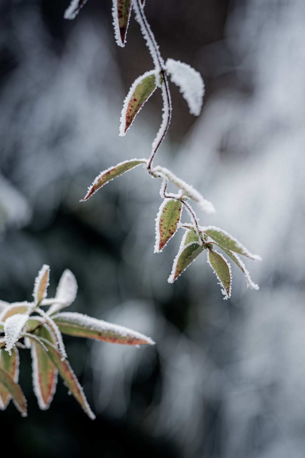 green leaf plant with snow