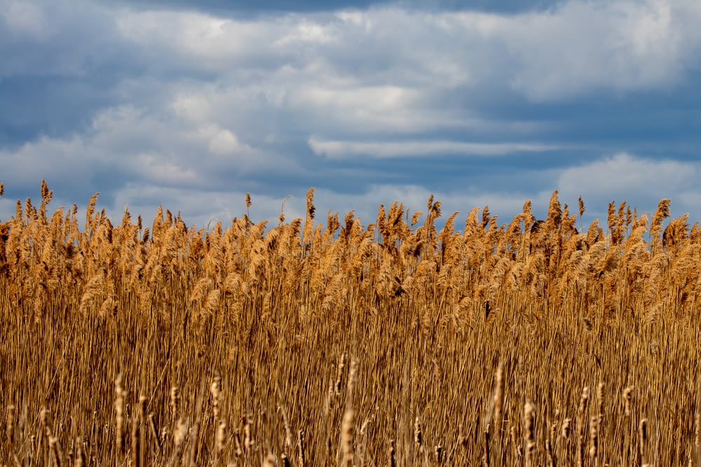 campo de trigo marrom sob céu azul e nuvens brancas durante o dia