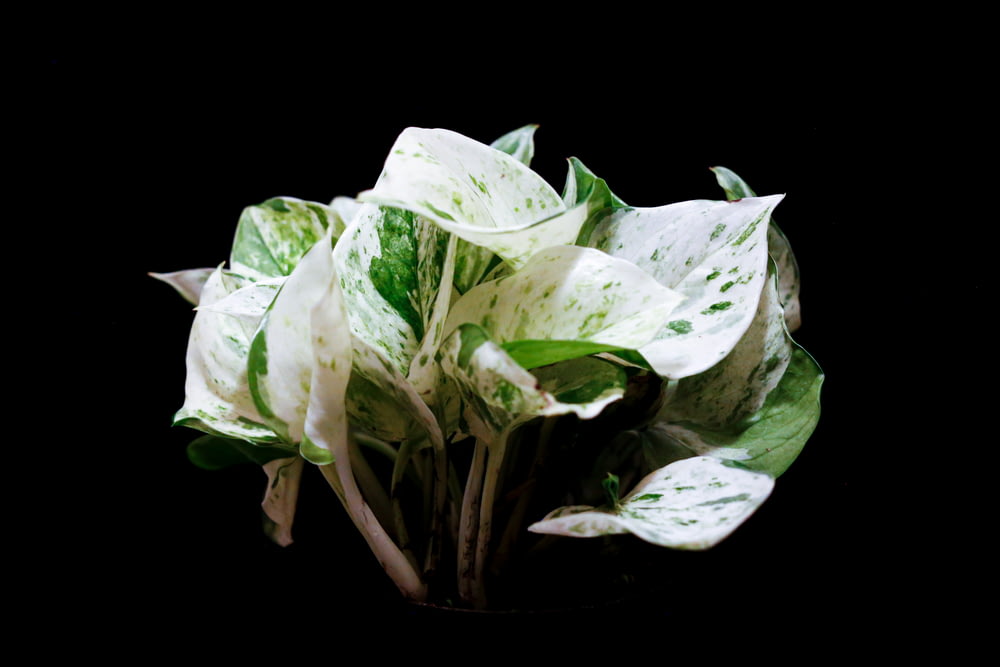 white and green leaf plant