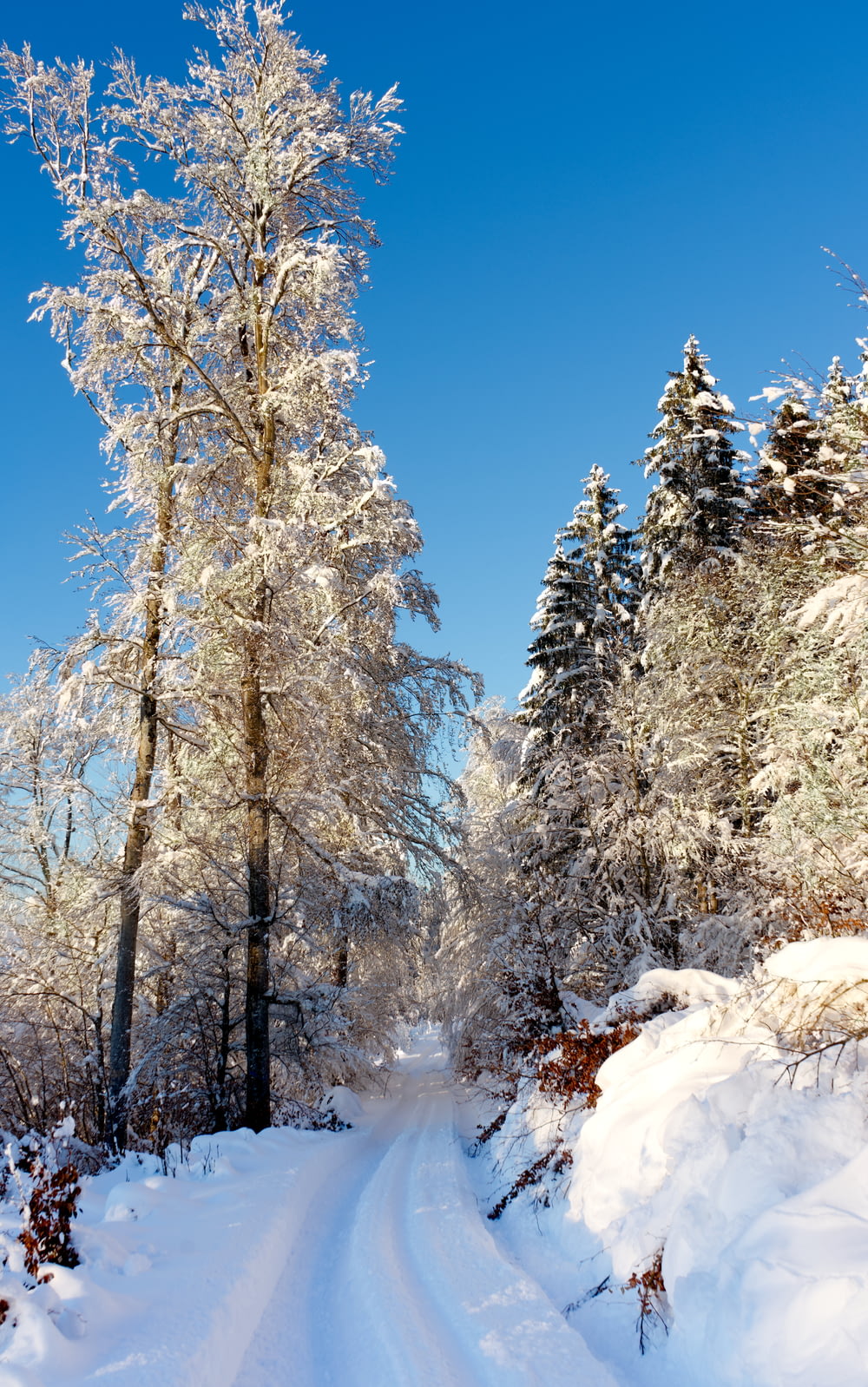 snow covered trees under blue sky during daytime