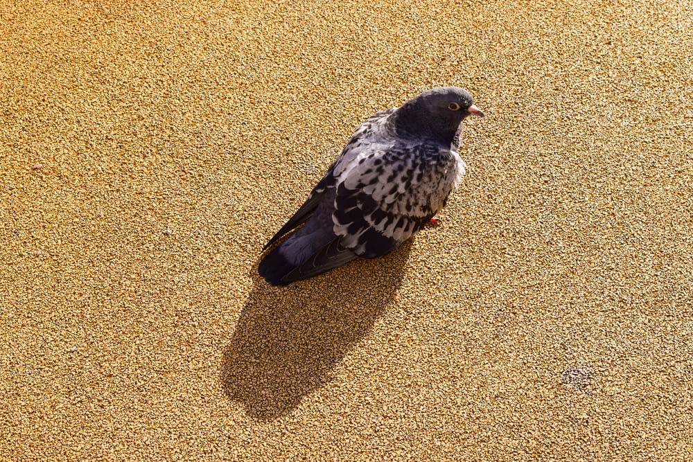 black bird on brown sand
