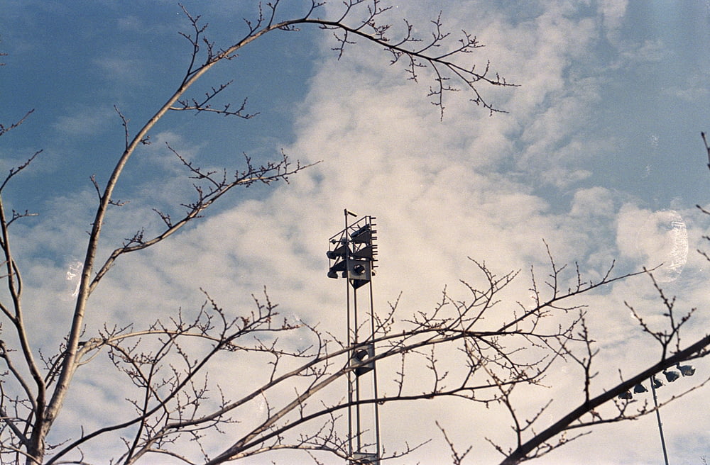 oiseau noir et blanc sur l’arbre nu sous le ciel nuageux bleu et blanc pendant la journée