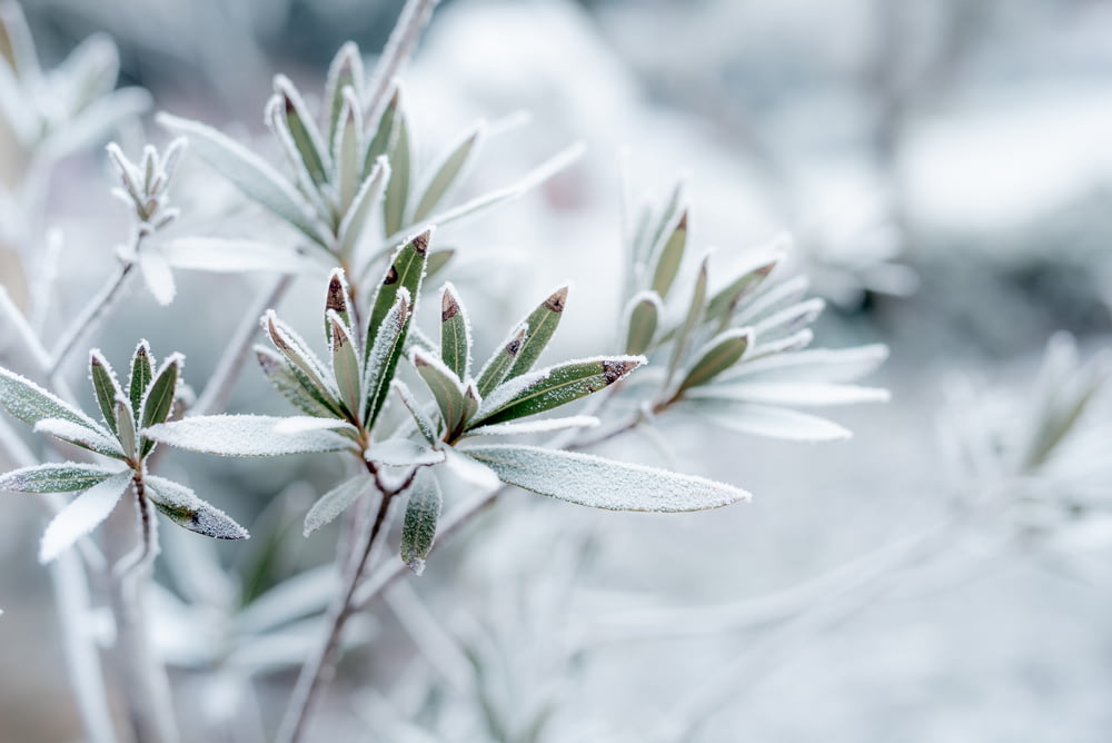 green leaf plant covered with snow