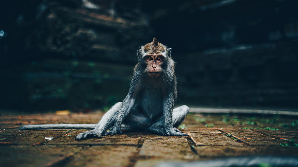 scimmia grigia seduta su tronco di legno marrone durante il giorno