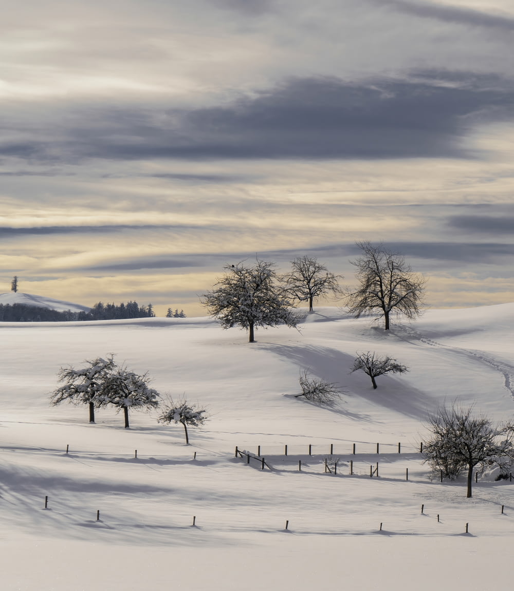albero nudo su terreno coperto di neve durante il giorno