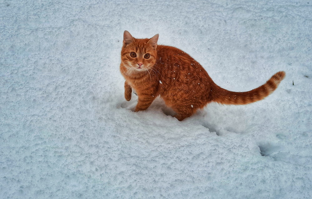 orange tabby cat on snow covered ground